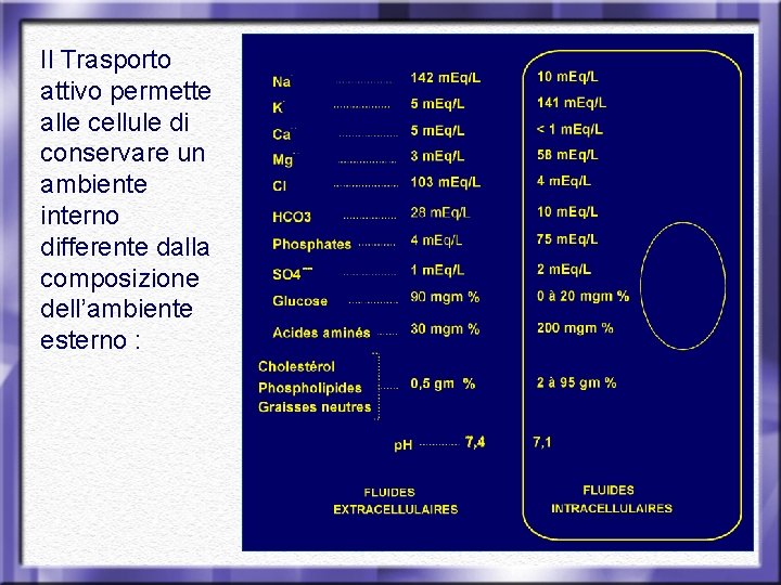 Il Trasporto attivo permette alle cellule di conservare un ambiente interno differente dalla composizione