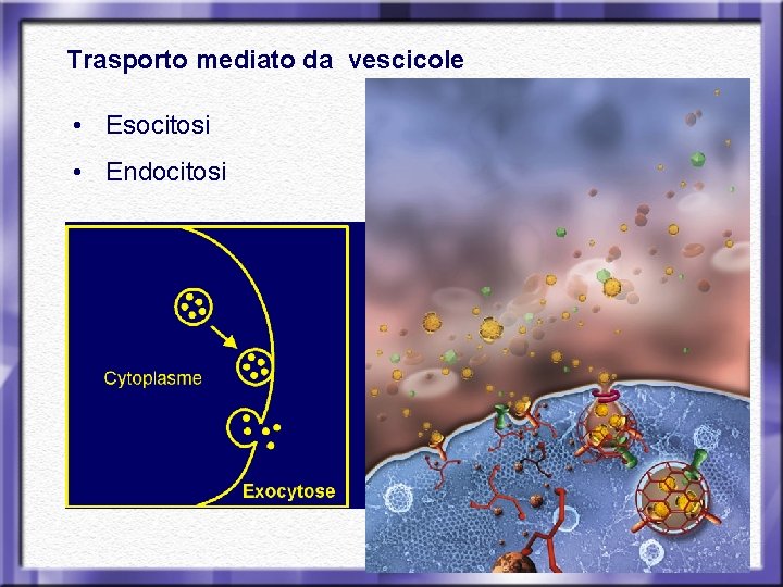 Trasporto mediato da vescicole • Esocitosi • Endocitosi 