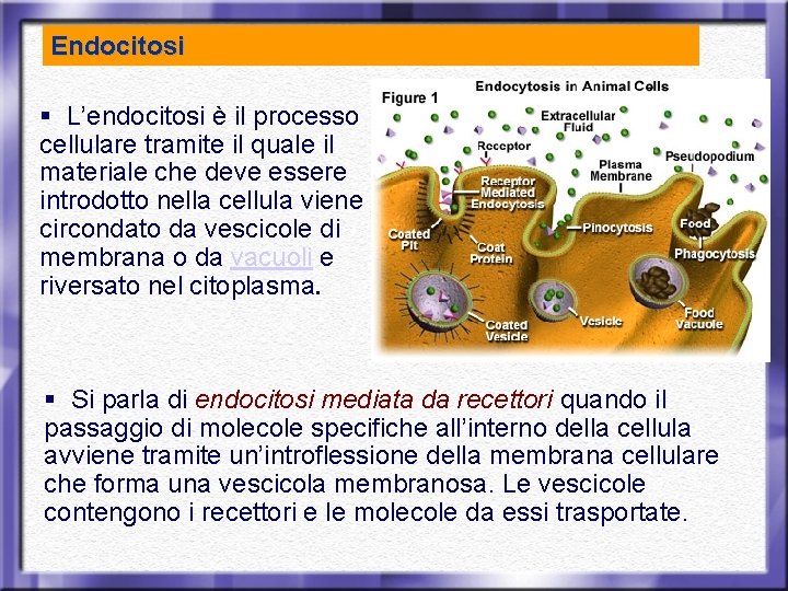 Endocitosi § L’endocitosi è il processo cellulare tramite il quale il materiale che deve