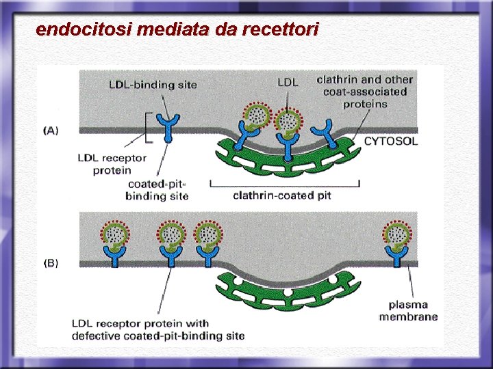 endocitosi mediata da recettori 