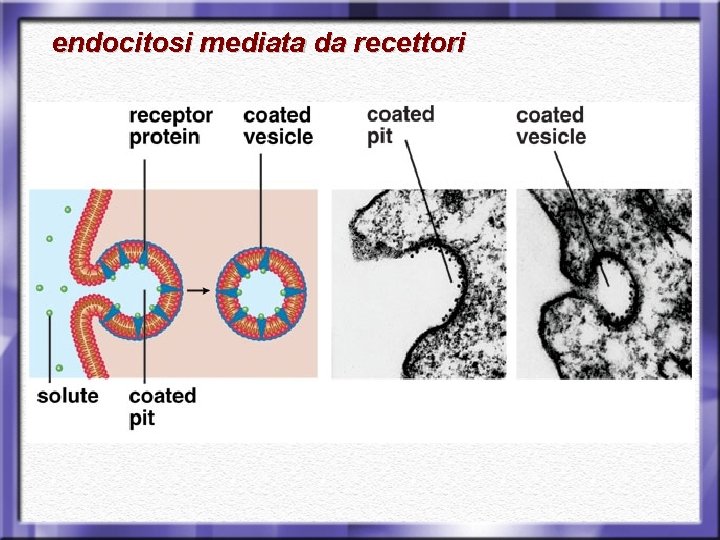 endocitosi mediata da recettori 
