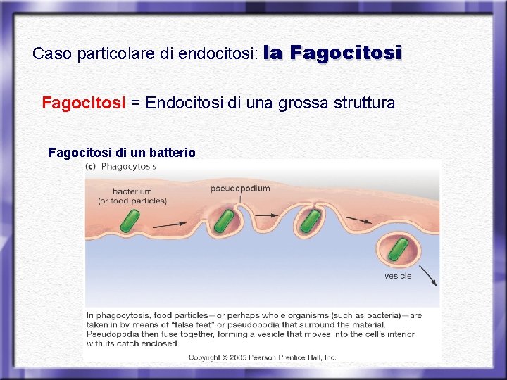 Caso particolare di endocitosi: la Fagocitosi = Endocitosi di una grossa struttura Fagocitosi di