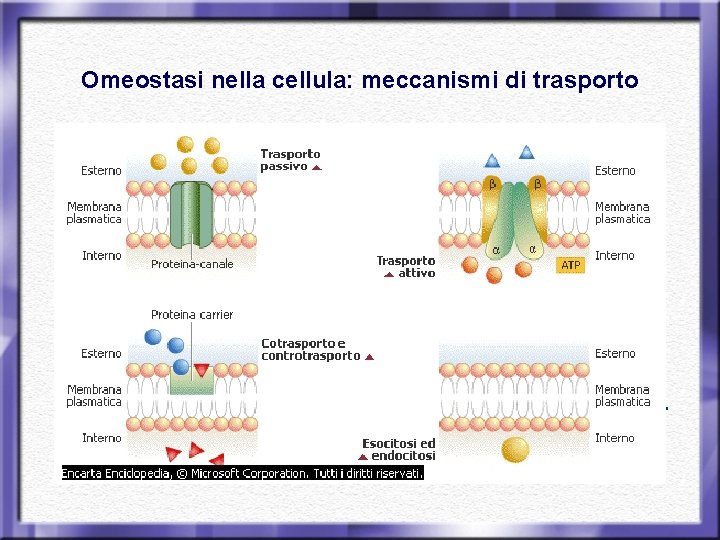 Omeostasi nella cellula: meccanismi di trasporto • Per mantenere costanti i propri equilibri biochimici,