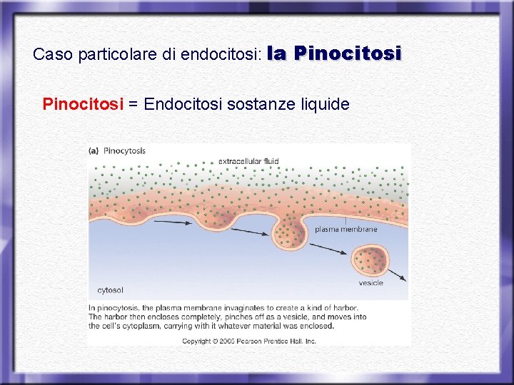 Caso particolare di endocitosi: la Pinocitosi = Endocitosi sostanze liquide 