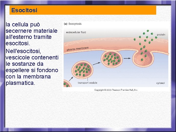 Esocitosi la cellula può secernere materiale all'esterno tramite esocitosi. Nell'esocitosi, vescicole contenenti le sostanze