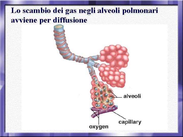 Lo scambio dei gas negli alveoli polmonari avviene per diffusione 