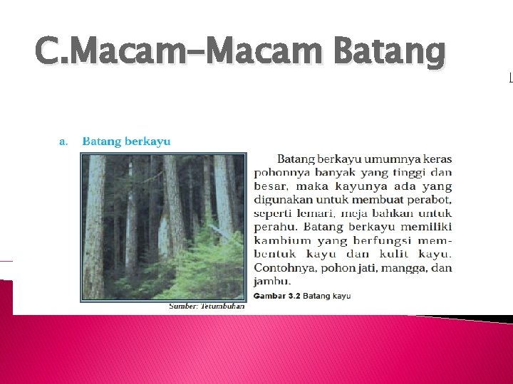 C. Macam-Macam Batang 