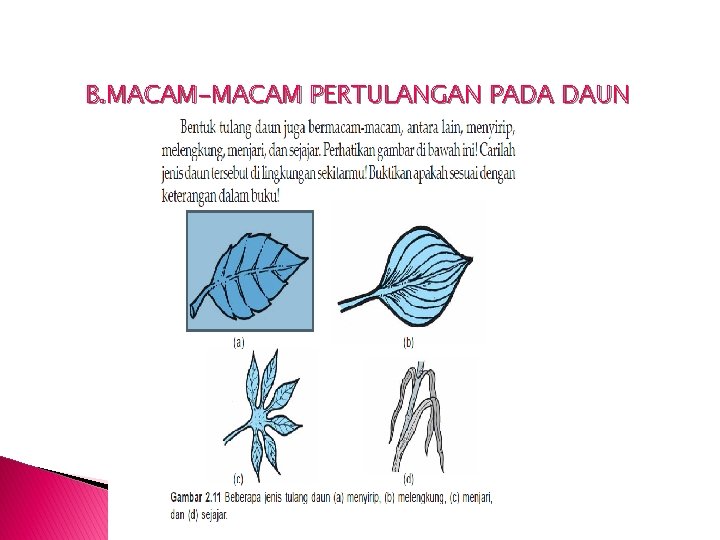 B. MACAM-MACAM PERTULANGAN PADA DAUN 