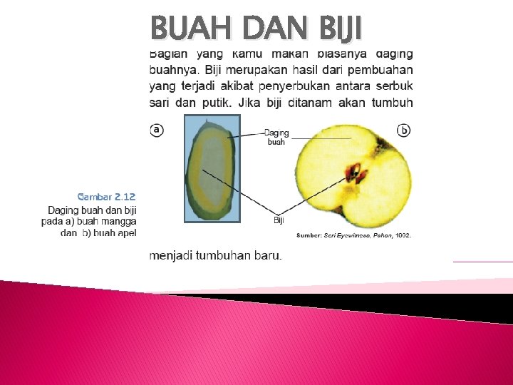 BUAH DAN BIJI 