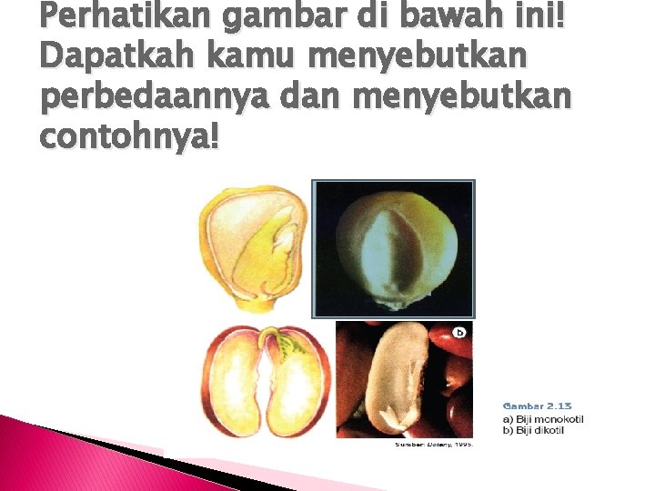 Perhatikan gambar di bawah ini! Dapatkah kamu menyebutkan perbedaannya dan menyebutkan contohnya! 