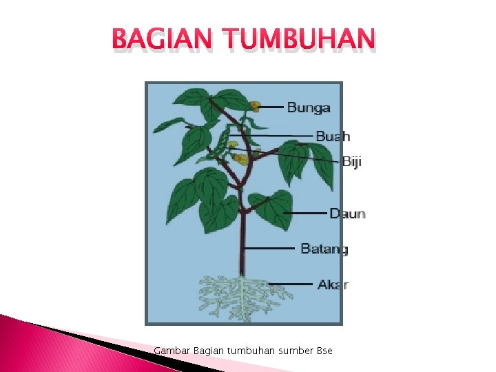 BAGIAN TUMBUHAN Gambar Bagian tumbuhan sumber Bse 