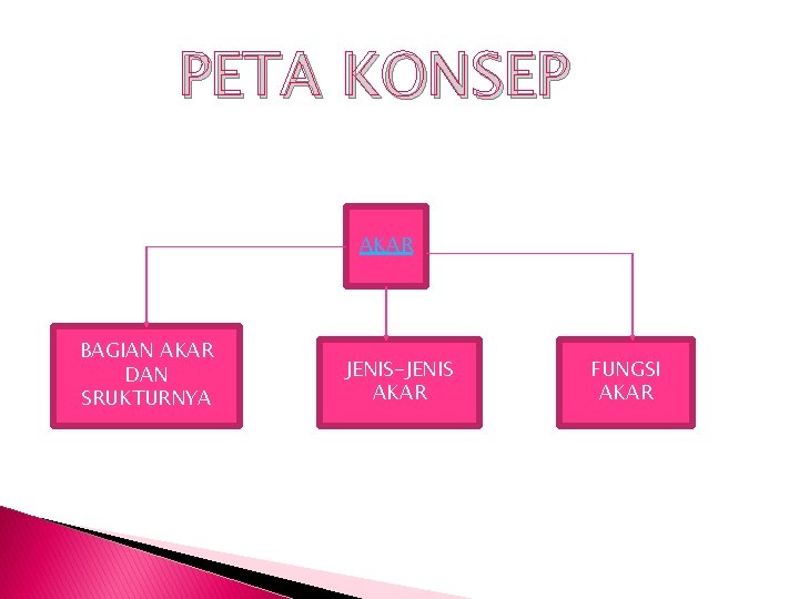 PETA KONSEP AKAR BAGIAN AKAR DAN SRUKTURNYA JENIS-JENIS AKAR FUNGSI AKAR 