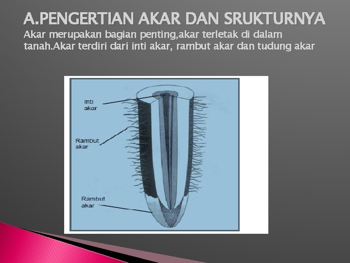 A. PENGERTIAN AKAR DAN SRUKTURNYA Akar merupakan bagian penting, akar terletak di dalam tanah.