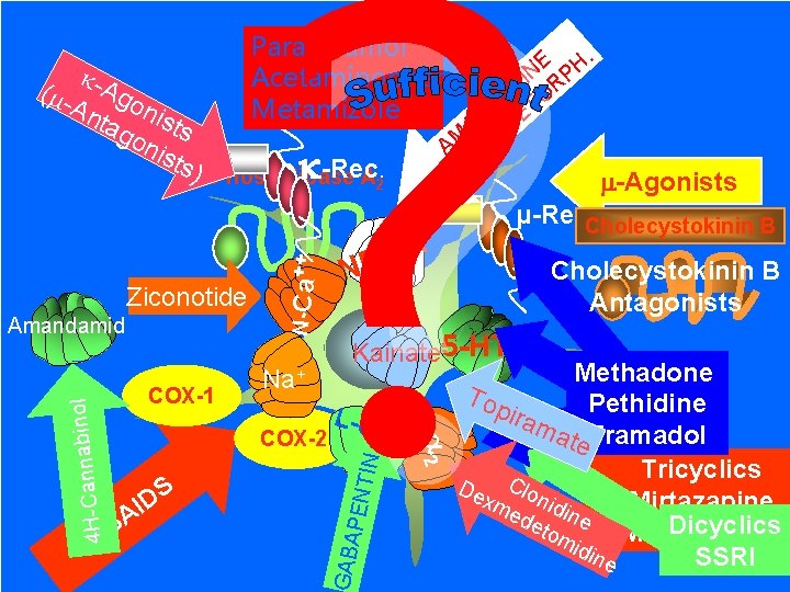 ? Paracetamol Acetaminophen Metamizole A S N COX-2 S D I Cholecystokinin B Antagonists