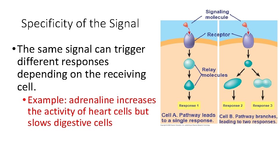 Specificity of the Signal • The same signal can trigger different responses depending on