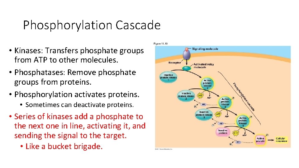 Phosphorylation Cascade • Kinases: Transfers phosphate groups from ATP to other molecules. • Phosphatases: