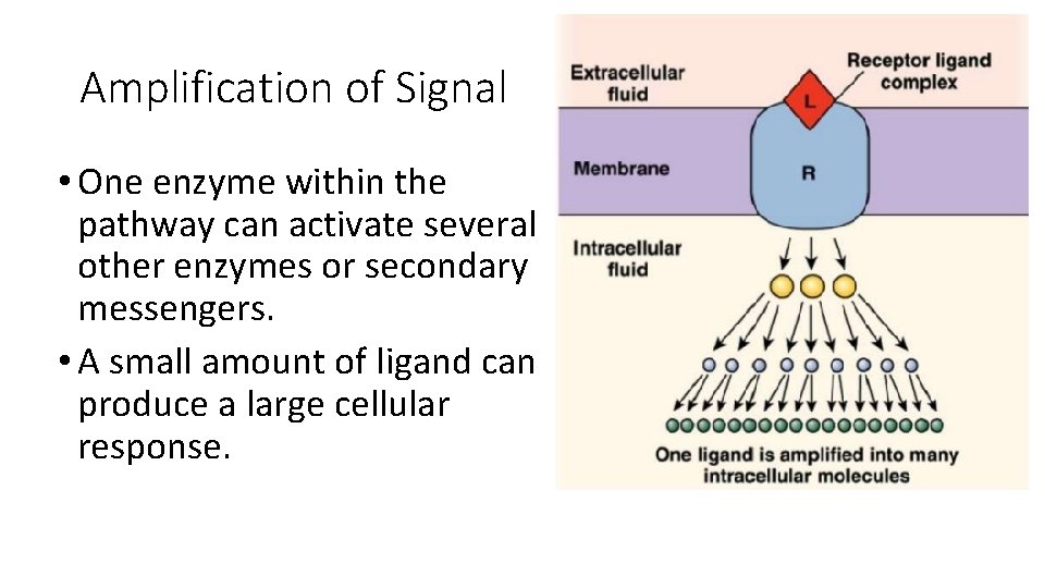 Amplification of Signal • One enzyme within the pathway can activate several other enzymes