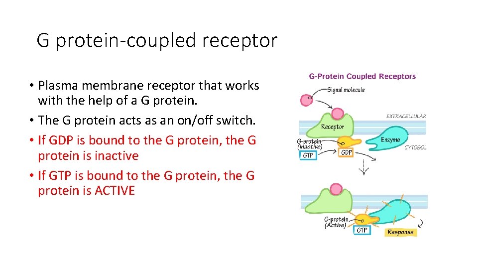 G protein-coupled receptor • Plasma membrane receptor that works with the help of a