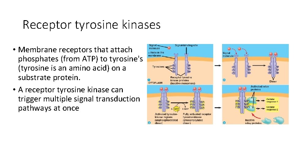 Receptor tyrosine kinases • Membrane receptors that attach phosphates (from ATP) to tyrosine's (tyrosine