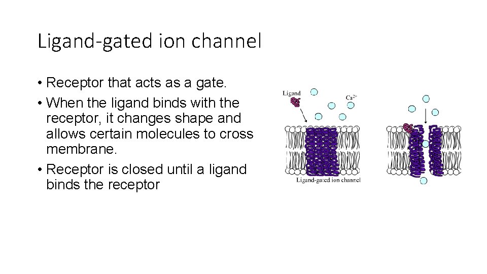 Ligand-gated ion channel • Receptor that acts as a gate. • When the ligand