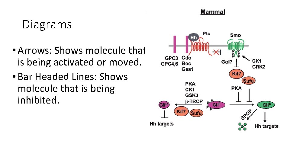 Diagrams • Arrows: Shows molecule that is being activated or moved. • Bar Headed