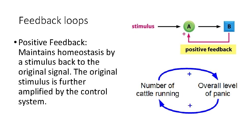 Feedback loops • Positive Feedback: Maintains homeostasis by a stimulus back to the original