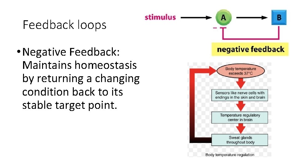 Feedback loops • Negative Feedback: Maintains homeostasis by returning a changing condition back to