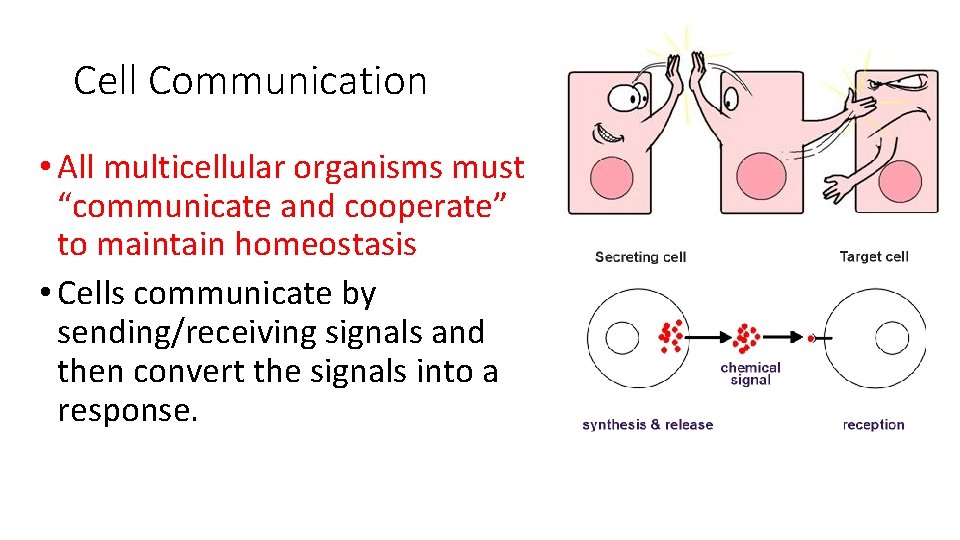 Cell Communication • All multicellular organisms must “communicate and cooperate” to maintain homeostasis •