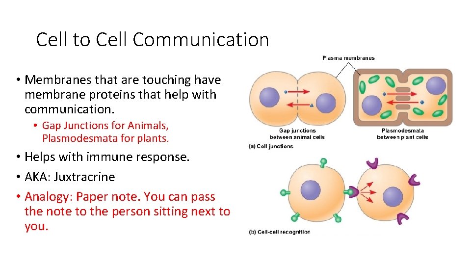 Cell to Cell Communication • Membranes that are touching have membrane proteins that help