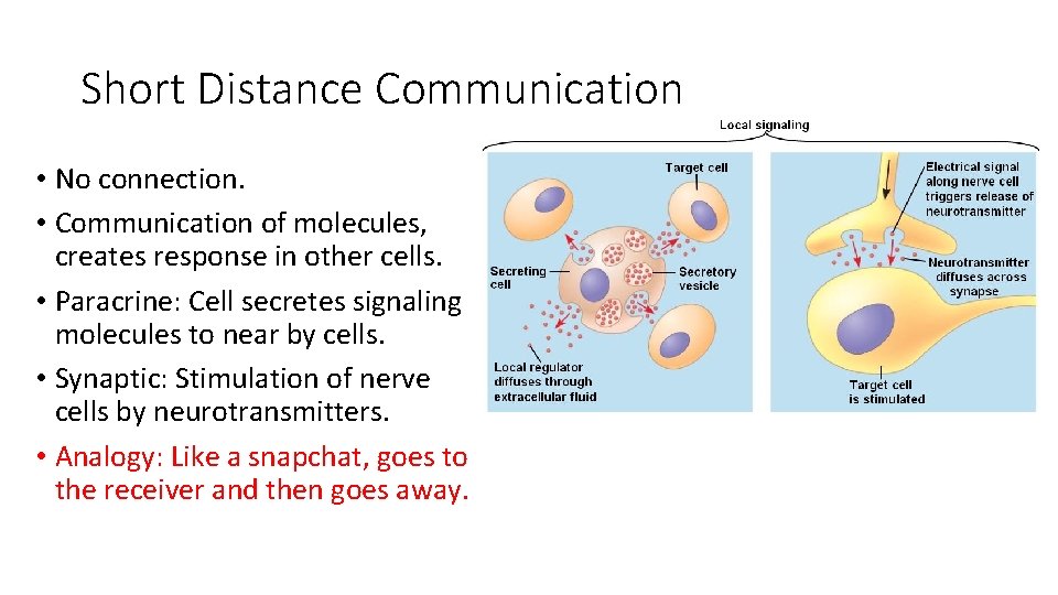 Short Distance Communication • No connection. • Communication of molecules, creates response in other