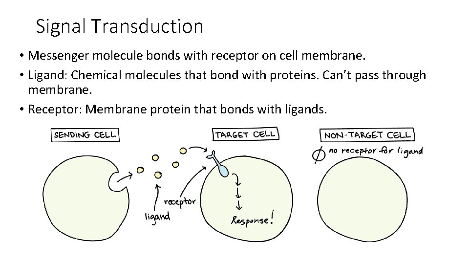 Signal Transduction • Messenger molecule bonds with receptor on cell membrane. • Ligand: Chemical