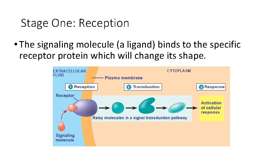 Stage One: Reception • The signaling molecule (a ligand) binds to the specific receptor