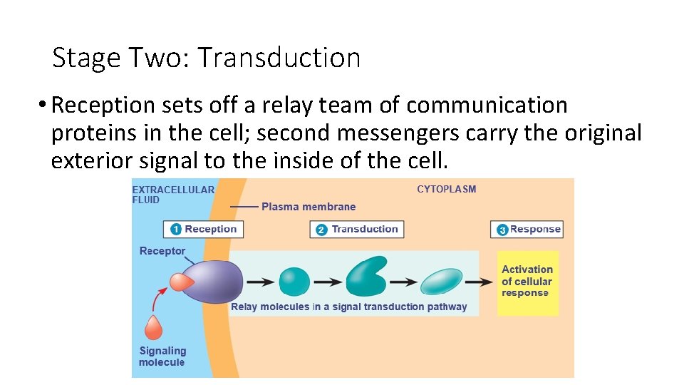 Stage Two: Transduction • Reception sets off a relay team of communication proteins in