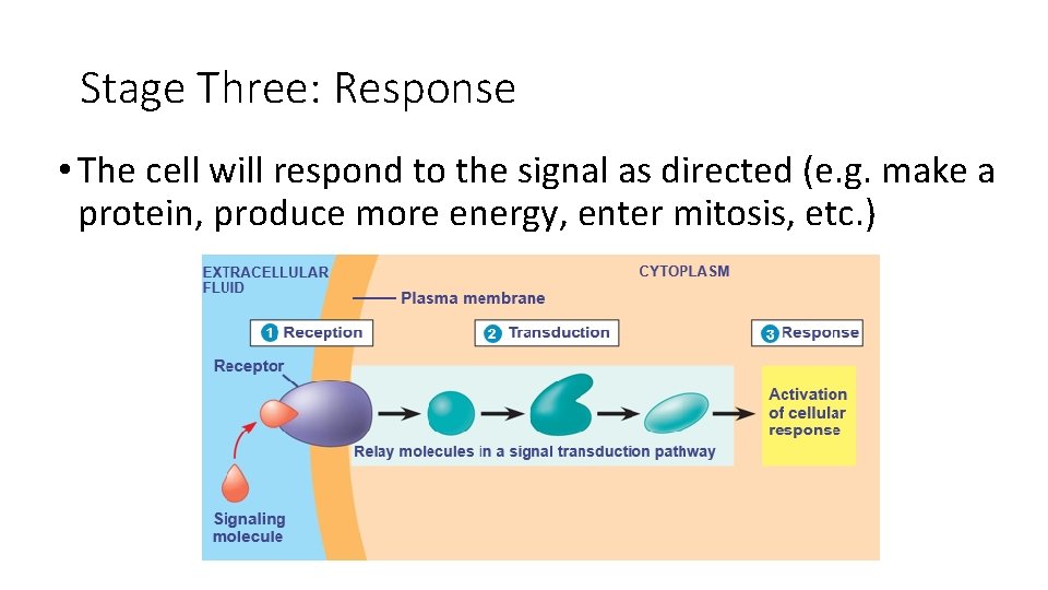 Stage Three: Response • The cell will respond to the signal as directed (e.