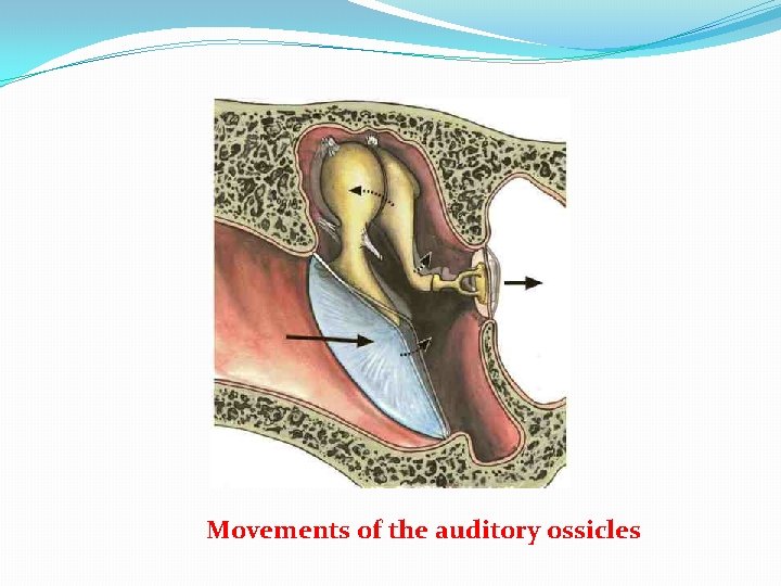 Movements of the auditory ossicles 
