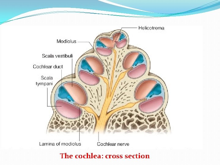 The cochlea: cross section 