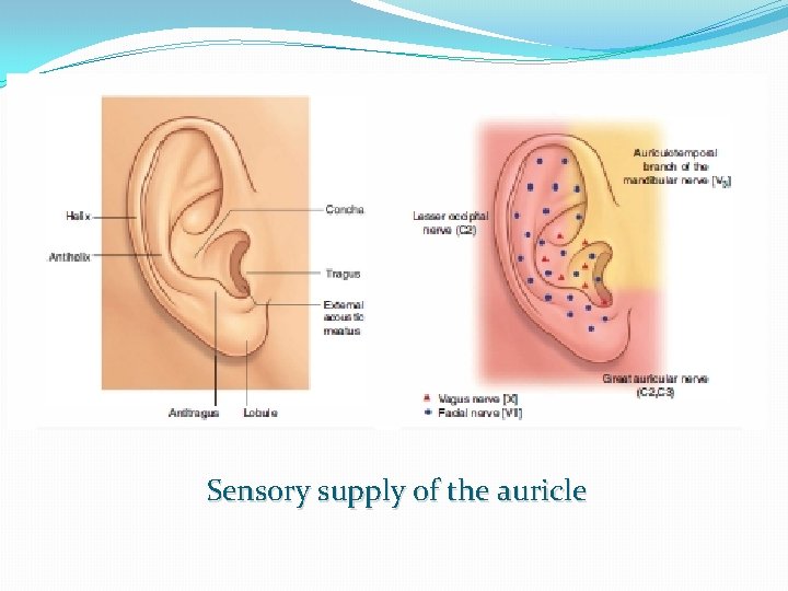 Sensory supply of the auricle 