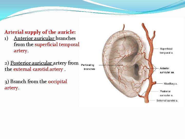 Arterial supply of the auricle: 1) Anterior auricular branches from the superficial temporal artery.