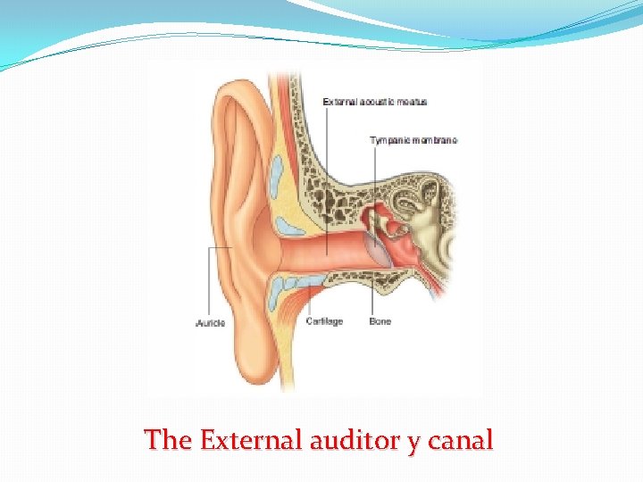 The External auditor y canal 