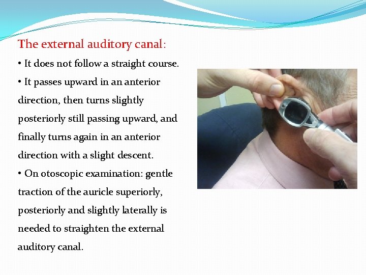 The external auditory canal: • It does not follow a straight course. • It