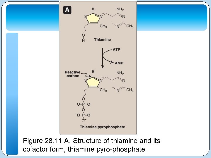 Figure 28. 11 A. Structure of thiamine and its cofactor form, thiamine pyro-phosphate. 