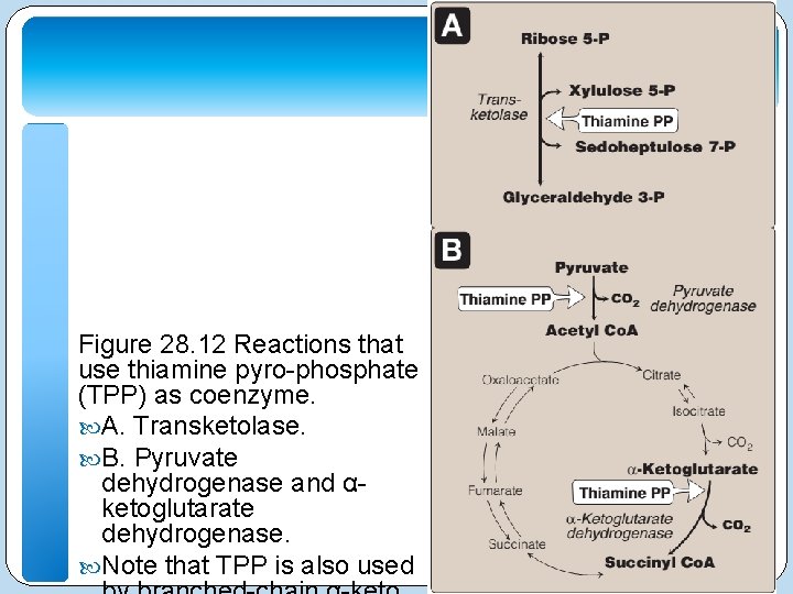 Figure 28. 12 Reactions that use thiamine pyro-phosphate (TPP) as coenzyme. A. Transketolase. B.