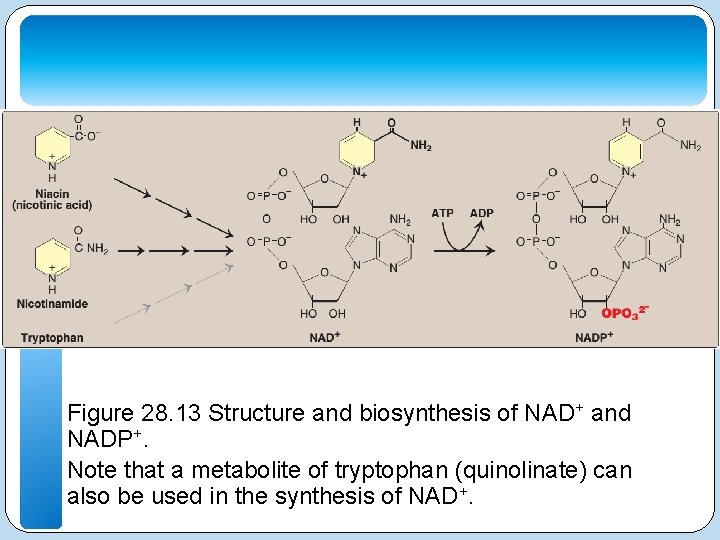 Figure 28. 13 Structure and biosynthesis of NAD+ and NADP+. Note that a metabolite