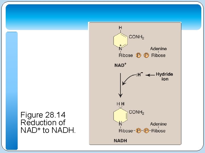 Figure 28. 14 Reduction of NAD+ to NADH. 