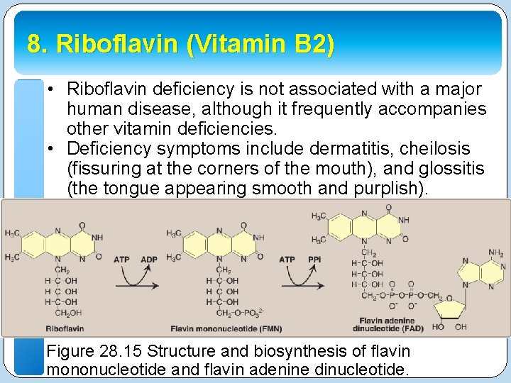 8. Riboflavin (Vitamin B 2) • Riboflavin deficiency is not associated with a major