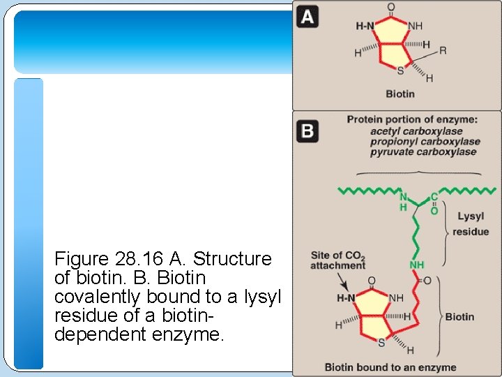 Figure 28. 16 A. Structure of biotin. B. Biotin covalently bound to a lysyl