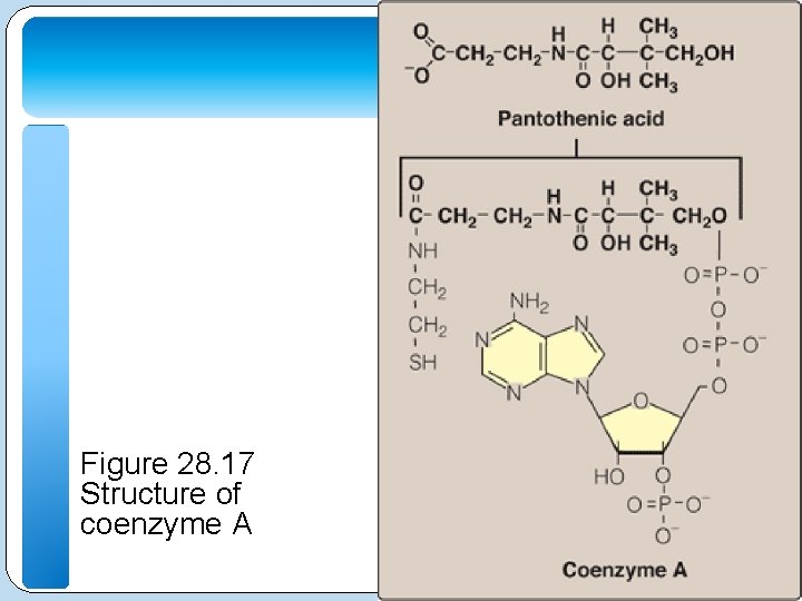Figure 28. 17 Structure of coenzyme A 