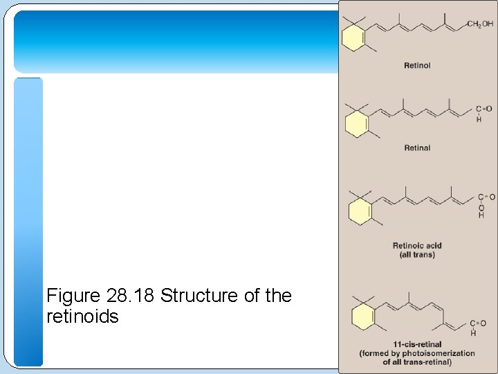 Figure 28. 18 Structure of the retinoids 