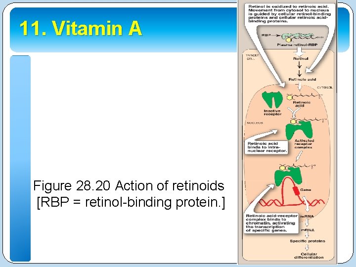 11. Vitamin A Figure 28. 20 Action of retinoids [RBP = retinol-binding protein. ]