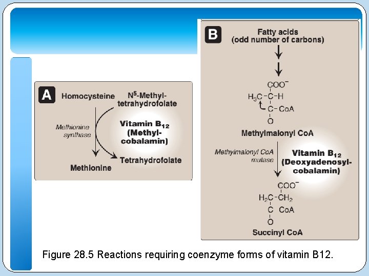 Figure 28. 5 Reactions requiring coenzyme forms of vitamin B 12. 